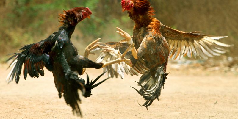 Xem vảy đá gà để lựa chọn chiến kê tốt